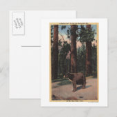 Een bruin Beer in de Bossen Briefkaart (Voorkant / Achterkant)