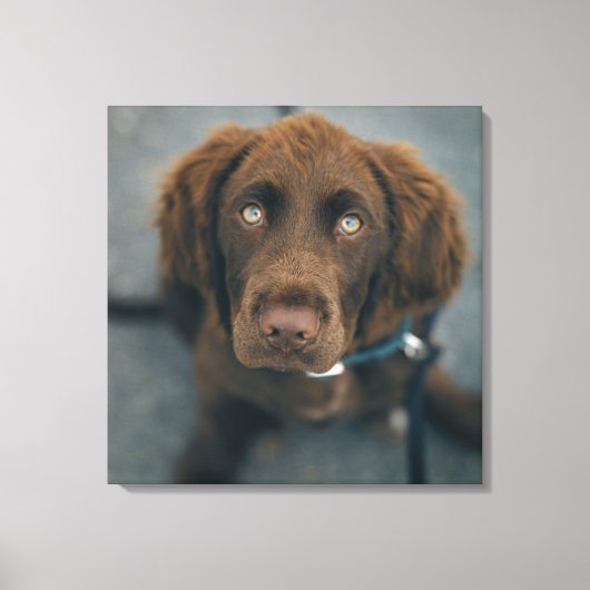 Een bruine hond. canvas afdruk (Voorkant)