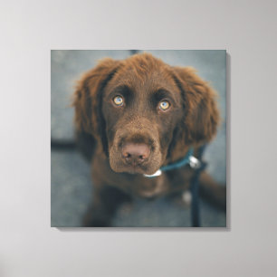 Een bruine hond. canvas afdruk