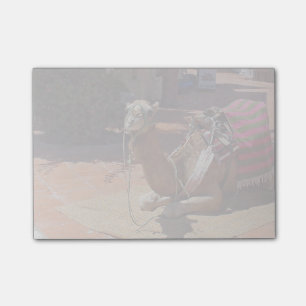 Een bruine kamel met zadelaar en knuppel post-it® notes