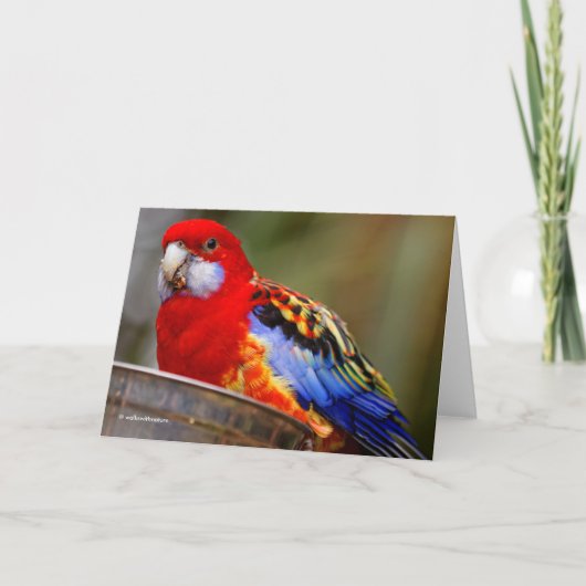 Een brutale en Kleurrijke Oostelijke Rosella Feestdagen Kaart (Voorkant)