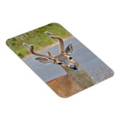 Een Buck Mule Deer Magneet (Rechterzijde)