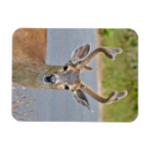 Een Buck Mule Deer Magneet (Horizontaal)