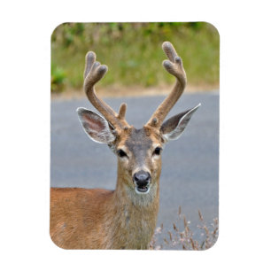 Een Buck Mule Deer Magneet