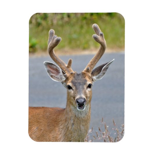 Een Buck Mule Deer Magneet (Verticaal)