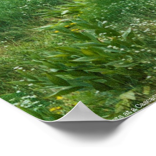 Een Buck Rast bij een Cascading River Poster (Hoek)