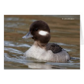 Een Bufflehead Duck zwaait langs (Voorkant Horizontaal)
