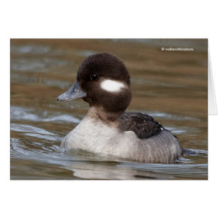Een Bufflehead Duck zwaait langs