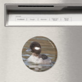 Een Bufflehead Duck zwaait langs Magneet (Insitu (Vaatwasser))