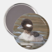 Een Bufflehead Duck zwaait langs Magneet (Voorkant / Achterkant)