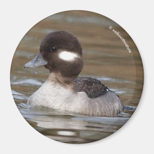 Een Bufflehead Duck zwaait langs Magneet (Voorkant)