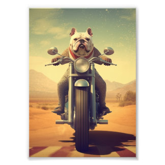 Een buldog rijden op een motorfiets op een woestij foto afdruk