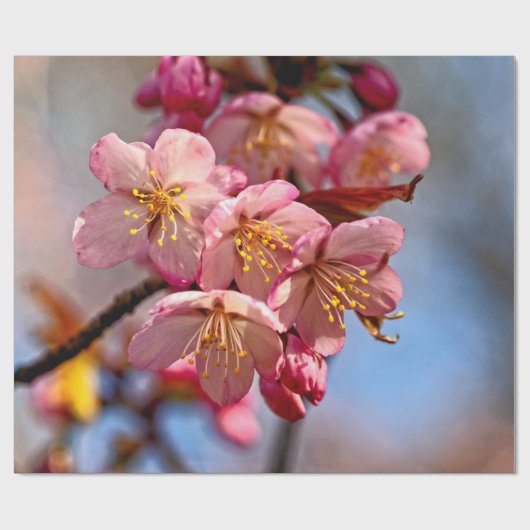 Een bunch van zoete Sakura Cherry Blossom Cadeaupapier (Vlak)