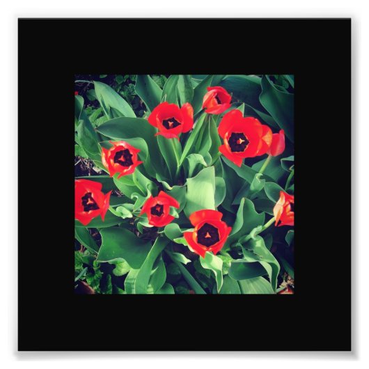 Een bundel rode Tulpen Foto Afdruk (Voorkant)