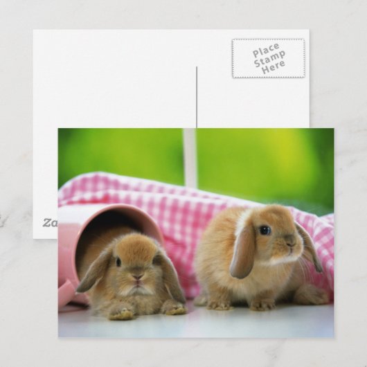 Een Bunny houdt van me Briefkaart (Voorkant / Achterkant)
