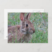 Een Bunny Rabbit in Wildbloemen Meadow Scene Briefkaart (Voorkant / Achterkant)