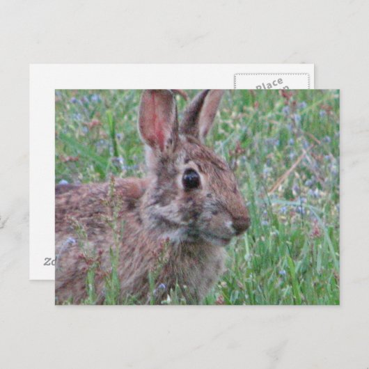 Een Bunny Rabbit in Wildbloemen Meadow Scene Briefkaart (Voorkant / Achterkant)