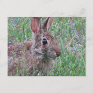 Een Bunny Rabbit in Wildbloemen Meadow Scene Briefkaart