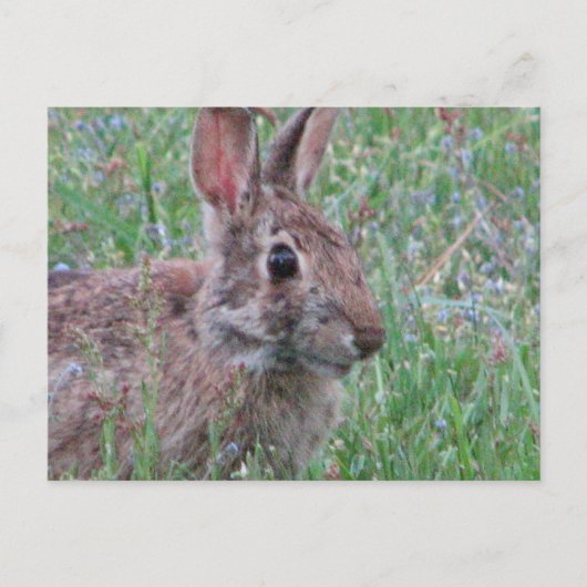Een Bunny Rabbit in Wildbloemen Meadow Scene Briefkaart (Voorkant)