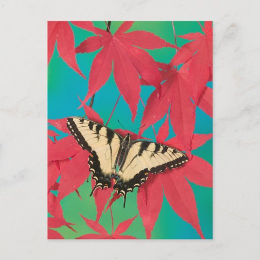 Een Canadese tijger Swallowtail Butterfly Briefkaart (Voorkant)