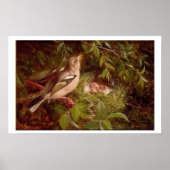 Een Chaffinch op zijn Nest, 1877 (olie op het pane Poster (Voorkant)