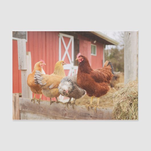 Een Chaotic Chicken Portrait Part 2 Tissuepapier (Voorkant)