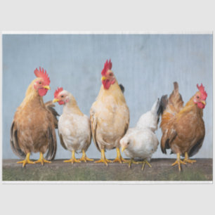 Een chaotisch kipportret deel 1 tissuepapier