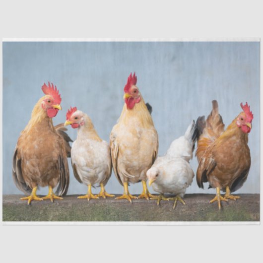 Een chaotisch kipportret deel 1 tissuepapier (Voorkant)