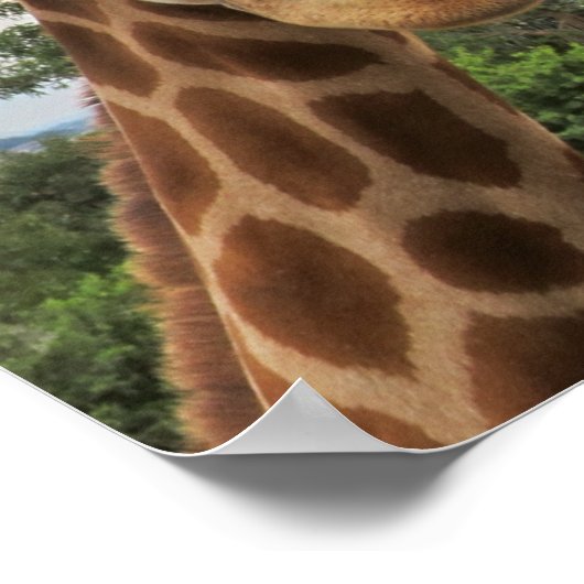 Een charmant Giraffe Poster (Hoek)
