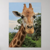 Een charmant Giraffe Poster (Voorkant)