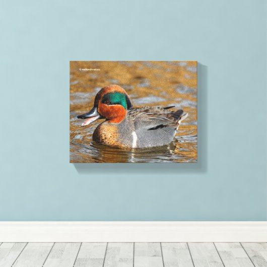 Een Chatty Green-Winged Blauwgroen Duck bij de Pon Canvas Afdruk (Insitu (Houten vloer))
