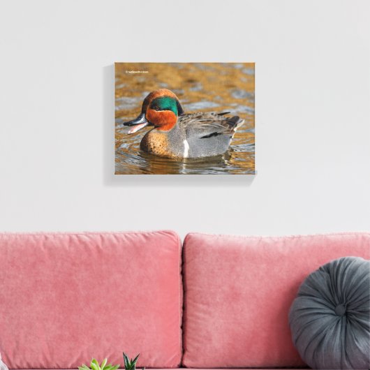 Een Chatty Green-Winged Blauwgroen Duck bij de Pon Canvas Afdruk (Insitu (Woonkamer))