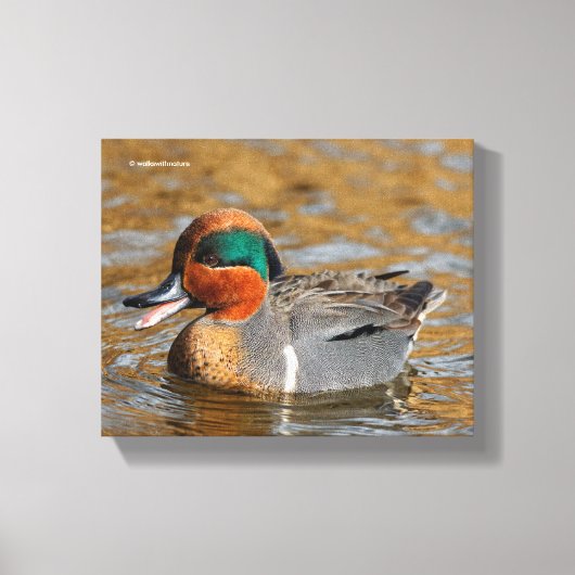 Een Chatty Green-Winged Blauwgroen Duck bij de Pon Canvas Afdruk (Voorkant)