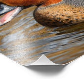 Een Chatty Green-Winged Blauwgroen Duck bij de Pon Foto Afdruk (Hoek)