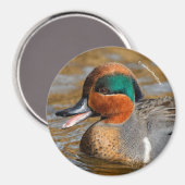 Een Chatty Green-Winged Blauwgroen Duck bij de Pon Magneet (Voorkant / Achterkant)