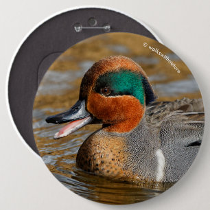 Een Chatty Green-Winged Blauwgroen Duck bij de Pon Ronde Button 6,0 Cm