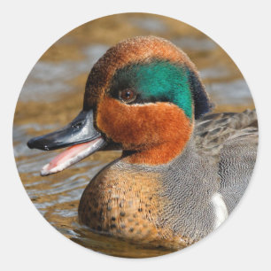 Een Chatty Green-Winged Blauwgroen Duck bij de Pon Ronde Sticker