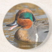 Een Chatty Green-Winged Blauwgroen Duck bij de Pon Zandsteen Onderzetter (Voorkant)