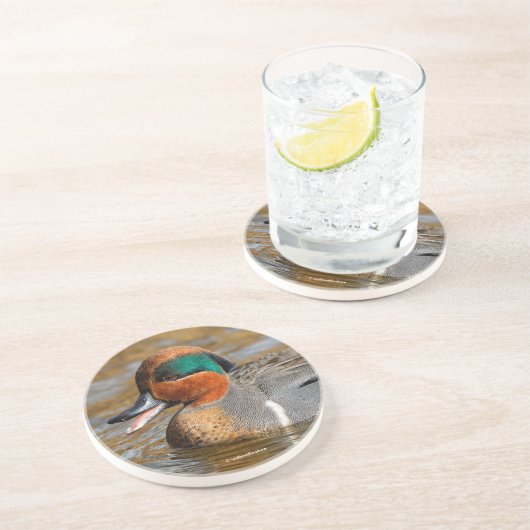 Een Chatty Green-Winged Blauwgroen Duck bij de Pon Zandsteen Onderzetter (Zijkant)