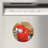 Een Cheeky Eastern Rosella in de Watering Hole Magneet (Insitu (Vaatwasser))