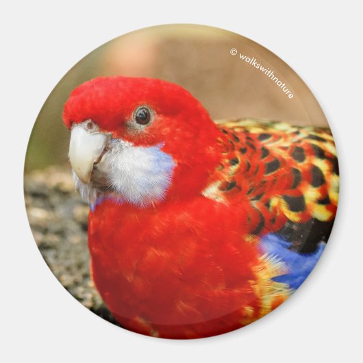 Een Cheeky Eastern Rosella in de Watering Hole Magneet (Voorkant)