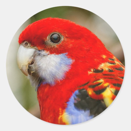 Een Cheeky Eastern Rosella Ronde Sticker (Voorkant)