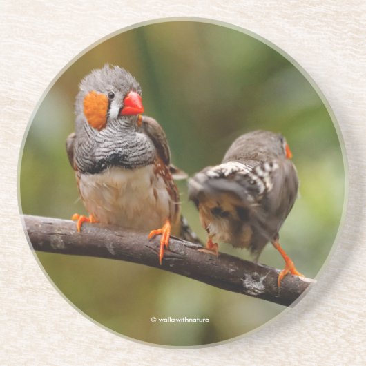 Een Cheeky Paar van Zebra Zongvogels Zandsteen Onderzetter (Voorkant)
