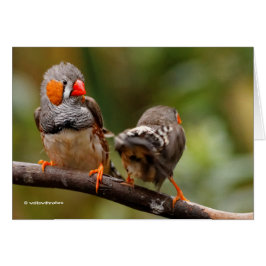 Een Cheeky Pair van Zebra Finches