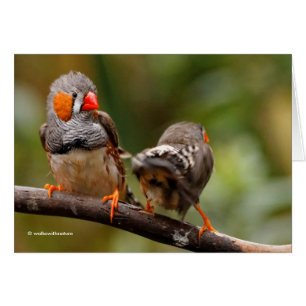 Een Cheeky Pair van Zebra Finches