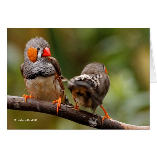 Een Cheeky Pair van Zebra Finches (Voorkant Horizontaal)