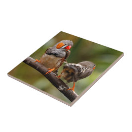 Een Cheeky Pair van Zebra Finches Tegeltje