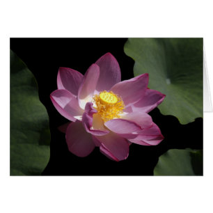 Een Chinese Lotus Flower