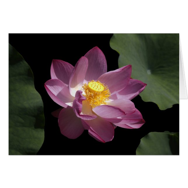 Een Chinese Lotus Flower (Voorkant Horizontaal)