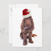 Een chocolade-Engelse cocker spaniel Briefkaart (Voorkant / Achterkant)